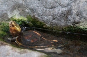 Napier_Aquarium003