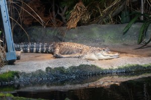 Napier_Aquarium006