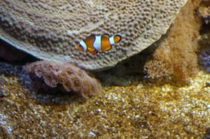 Napier_Aquarium008