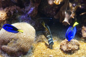 Napier_Aquarium009