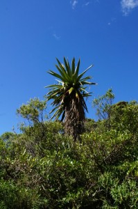 Taranaki002