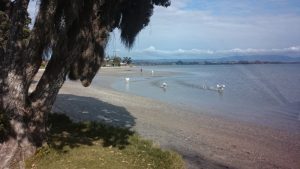 Tauranga03