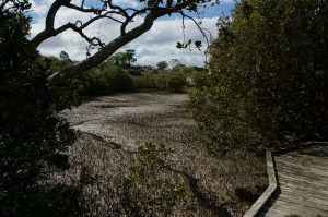 rawene_mangrove_walkway02